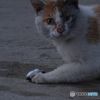魚をもらった猫