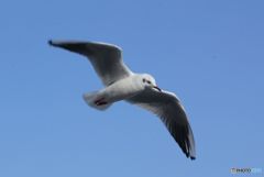 ユリカモメが飛ぶ