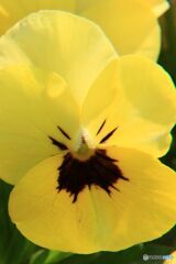 おじさん　怒ってる？　笑ってる？