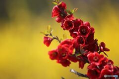 木瓜の花　レンギョウをバックに