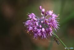 山ラッキョウを目指す蜂