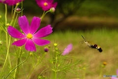  初秋　　花に向かって