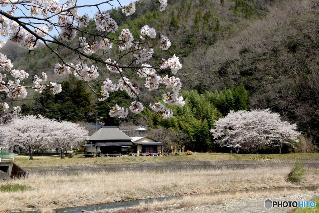 川沿いの古民家風建物・桜