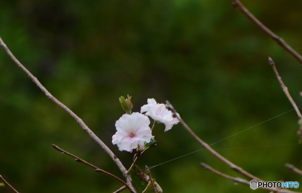 四季桜