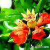 　足守にて　ザクロの花
