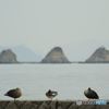 防波堤　鴨の休息