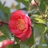 冬に咲く花・寒椿　　