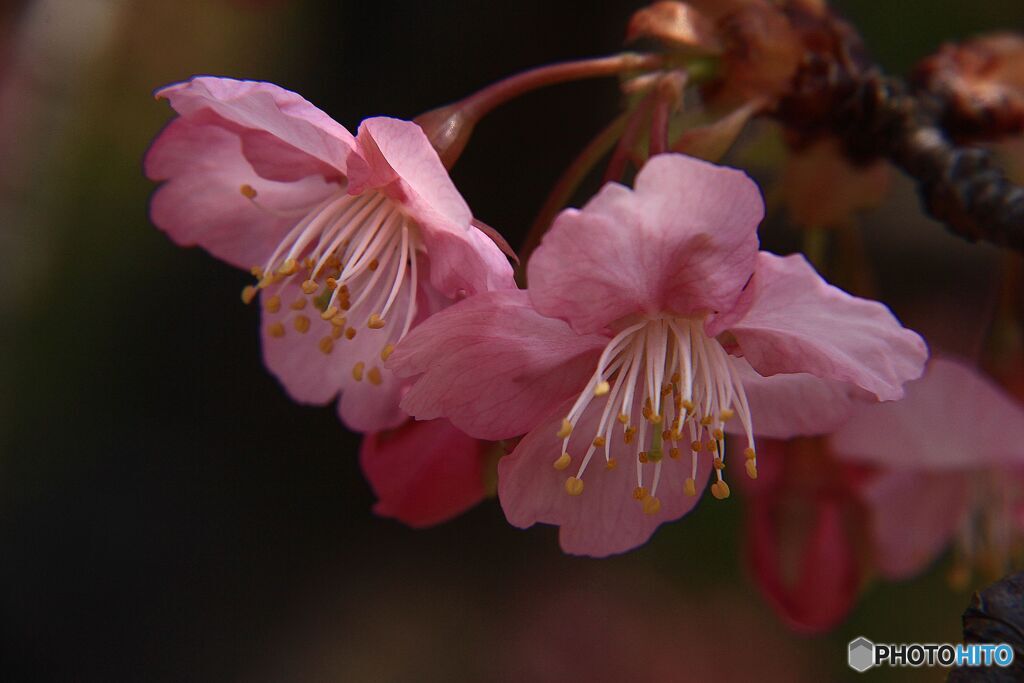 花開く