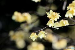 ろうばい　後楽園