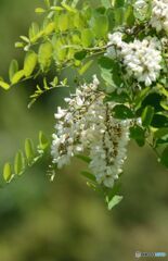 桐の花