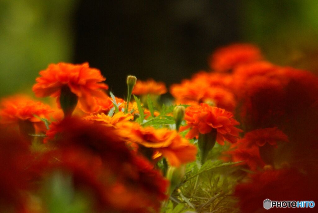 箸休め　花壇