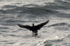 荒れる海面で羽ばたく