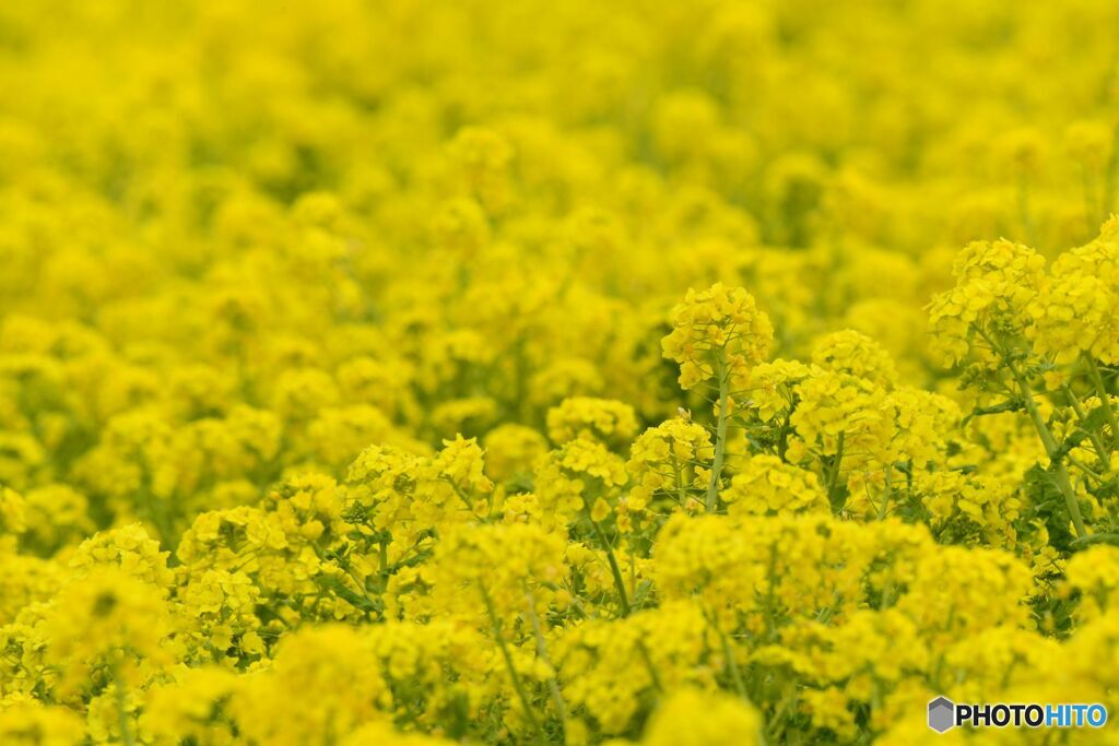 菜の花