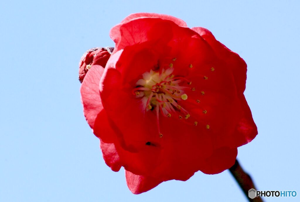 花桃を見上げる