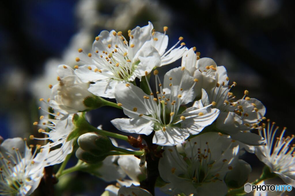 すももの花が咲いた