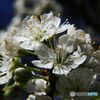 すももの花が咲いた