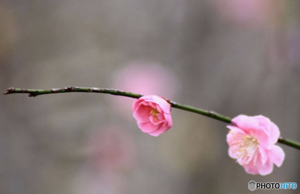 淡いピンクの梅の花