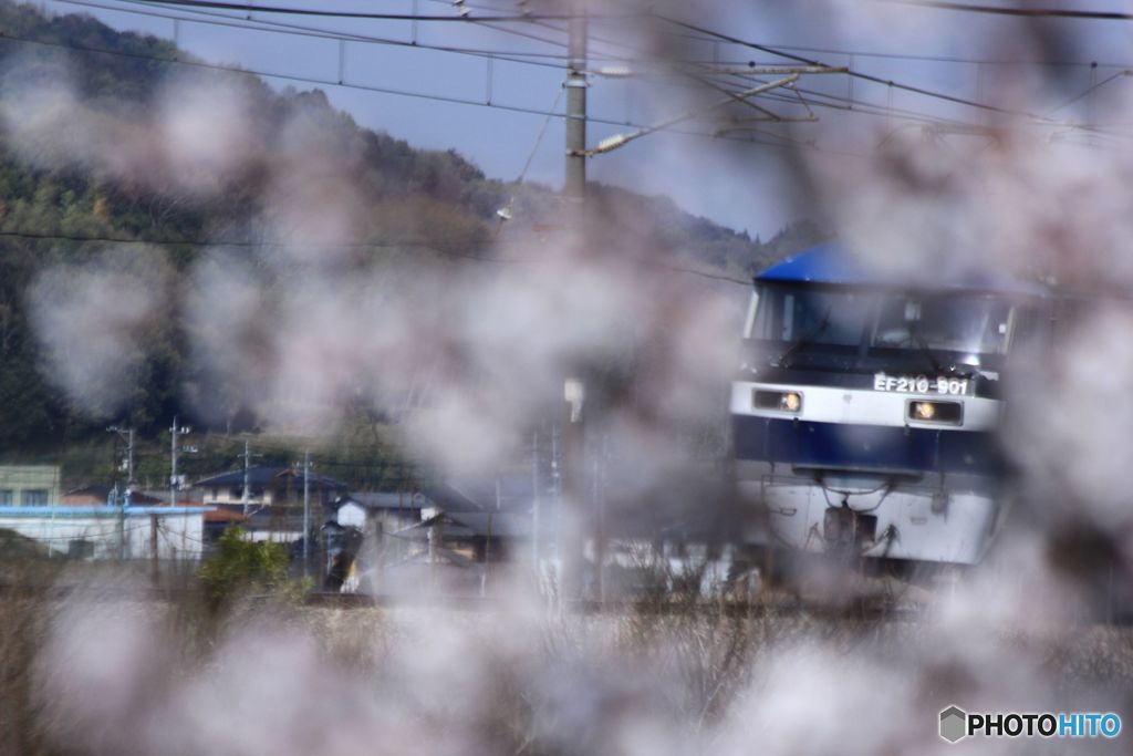桜と鉄道　　EF210-901
