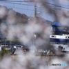 桜と鉄道　　EF210-901