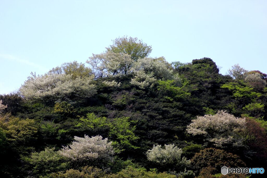 山桜の競演