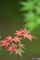 夏を飛び越して