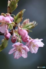河津サクラ　　後楽園