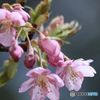 河津サクラ　　後楽園