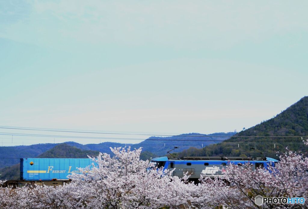 さくらの向こう