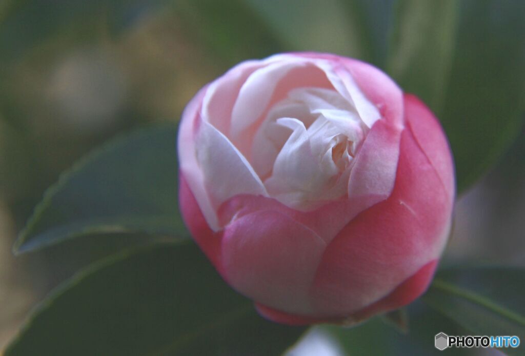 さざんか　蕾