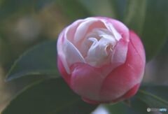 さざんか　蕾