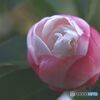 さざんか　蕾