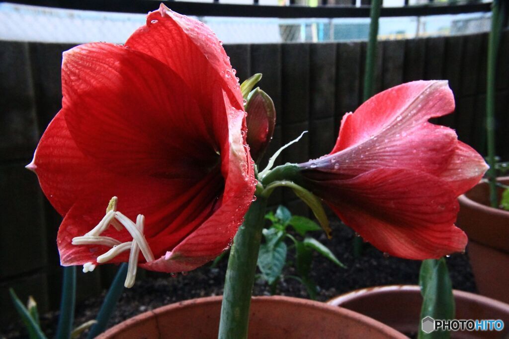 開花