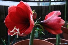 開花
