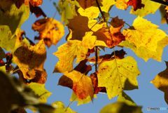 プラタナスの葉の黄葉