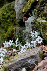 石積みの下にも