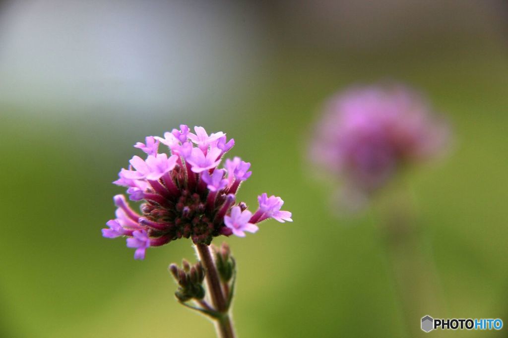 ヤナギハナガサ