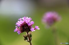 ヤナギハナガサ