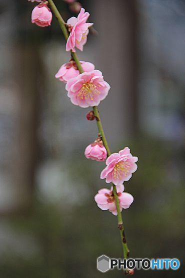 は～るよこい、はぁ～やくこい・・・・・・