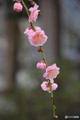 は～るよこい、はぁ～やくこい・・・・・・
