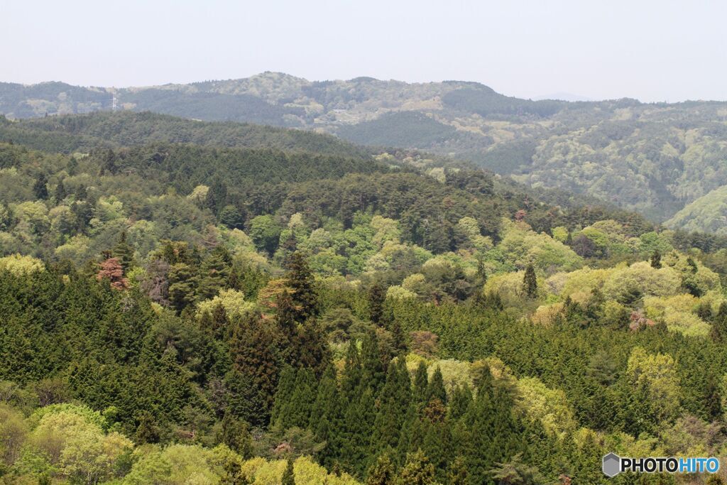 新緑の山