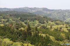 新緑の山