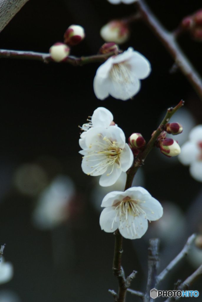 白梅　3花