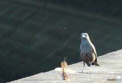 イソヒヨドリが対峙するのは