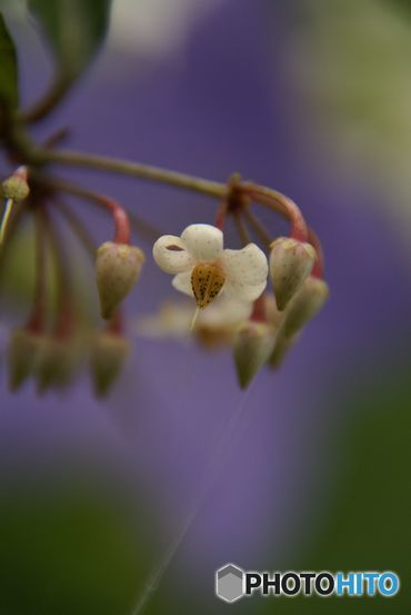 マンリョウの花