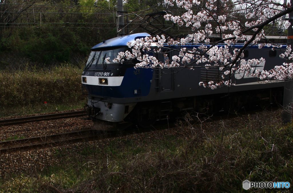 EF210-901  と　桜