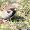 すずめ　　岡山城本丸公園にて