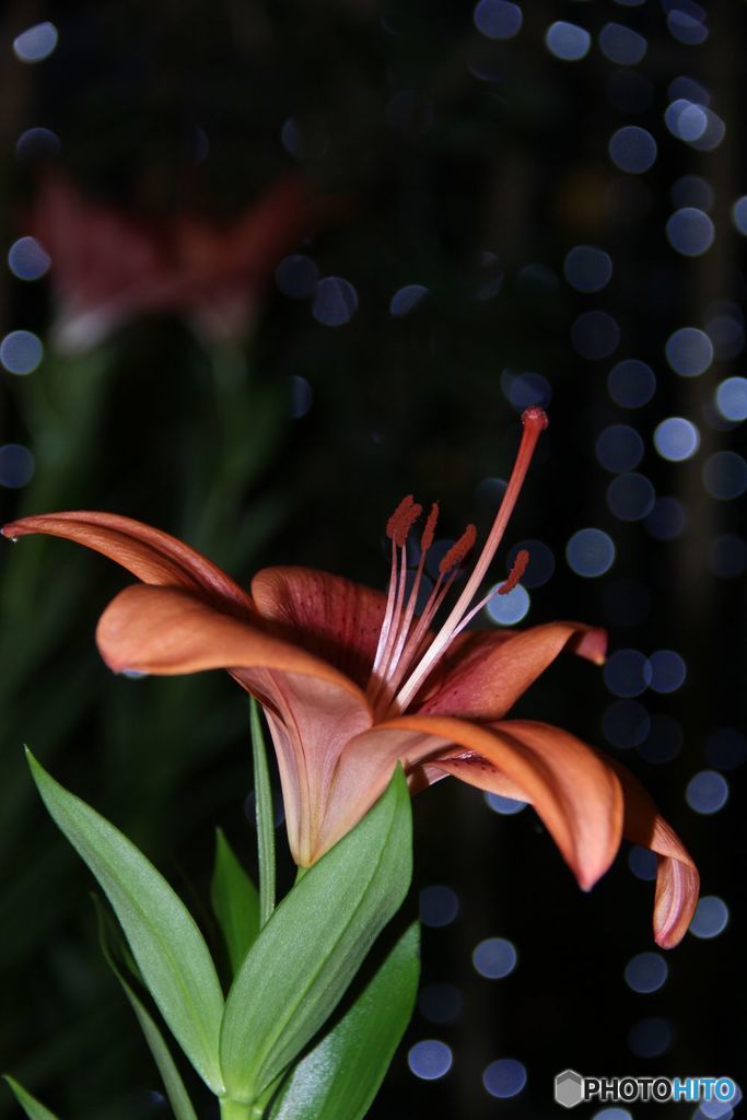 古い写真から　　ユリ