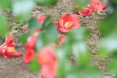 落ち椿