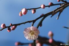 近づく春