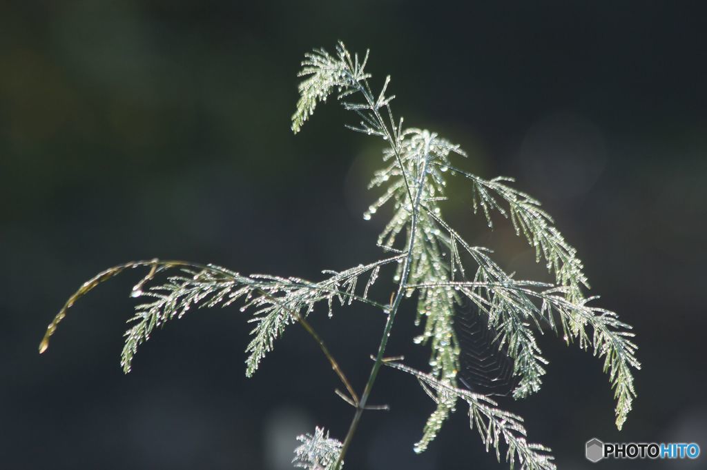 アスパラの芸術